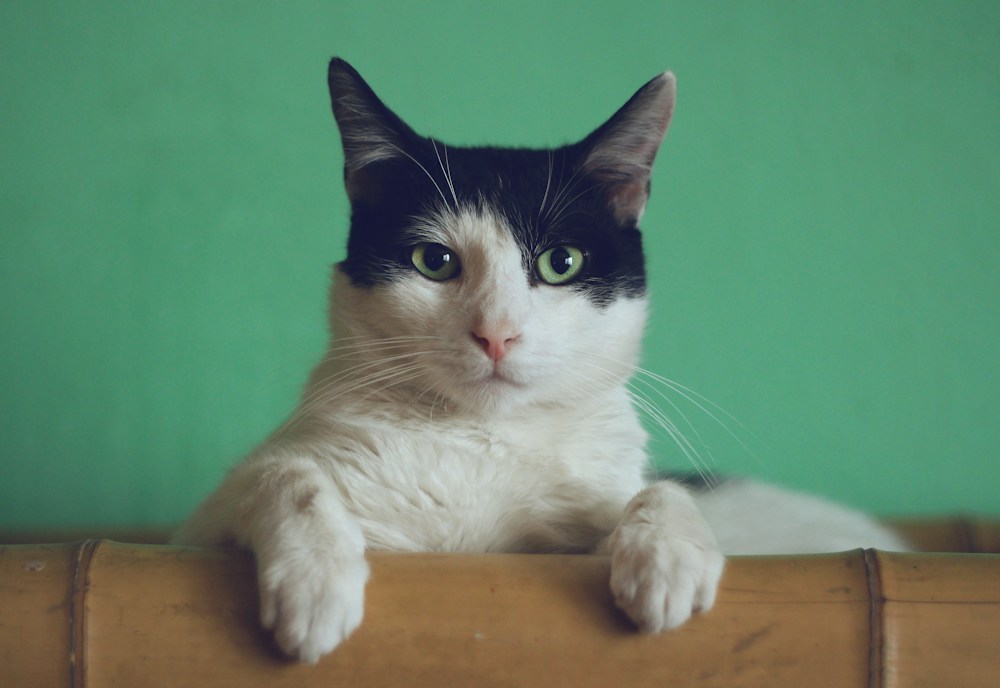 示例宠物：一只猫咪